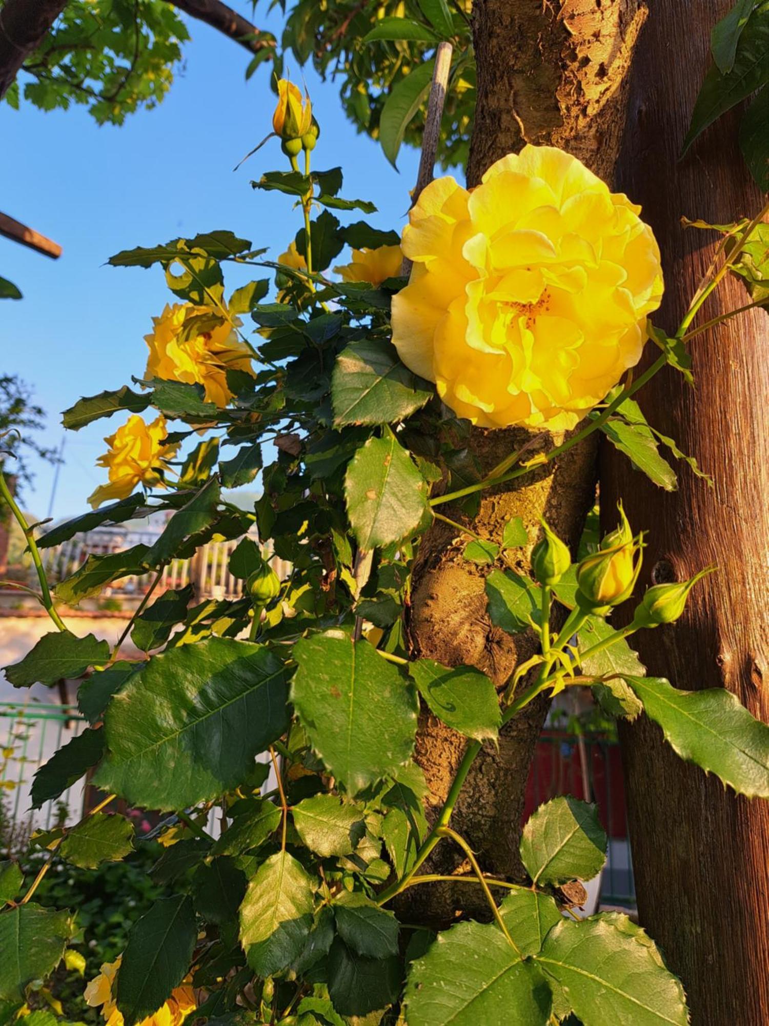 B&B Casa Vacanza Cioffi 비코에쿠엔세 객실 사진