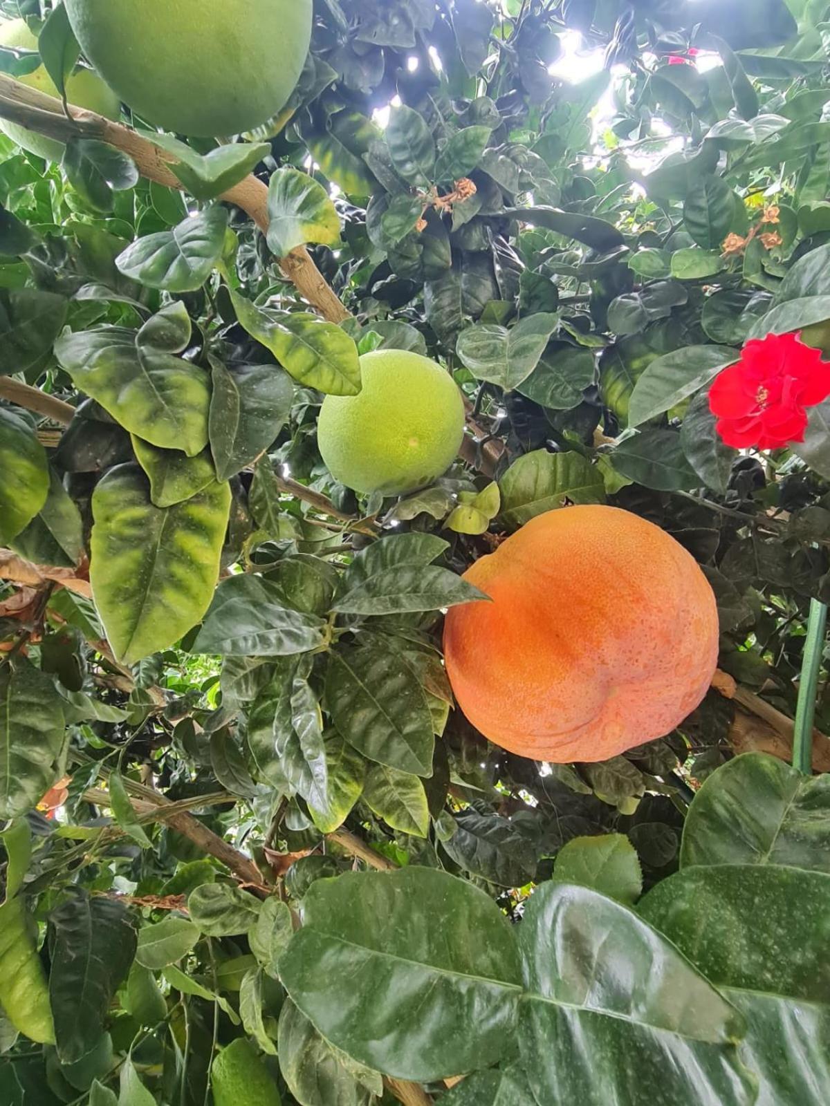 B&B Casa Vacanza Cioffi 비코에쿠엔세 외부 사진