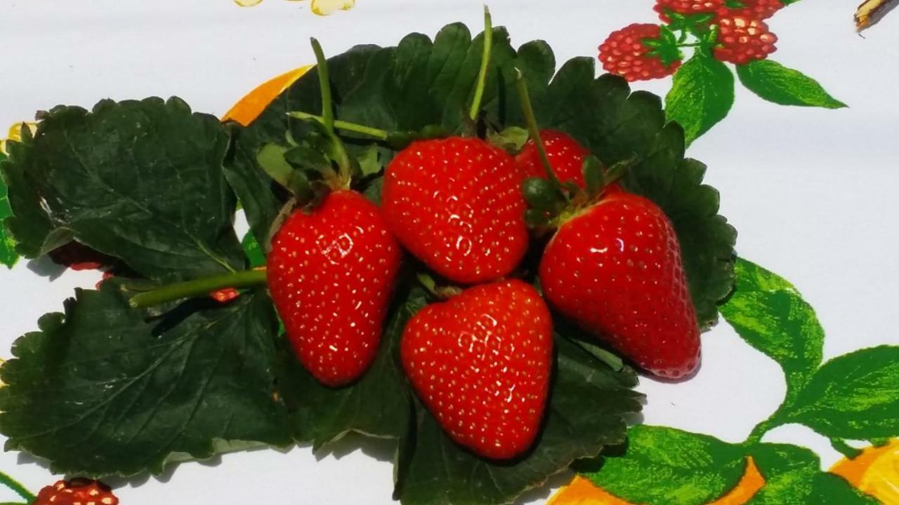 B&B Casa Vacanza Cioffi 비코에쿠엔세 외부 사진